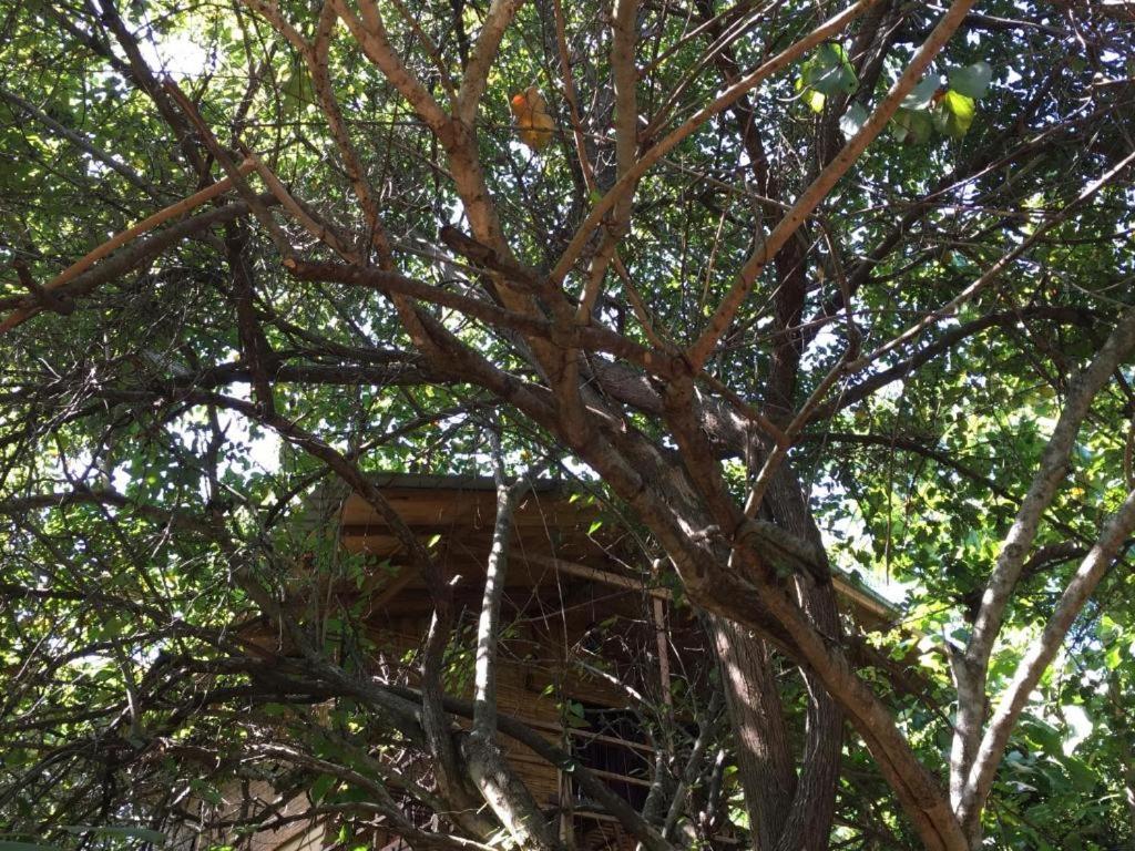 The Inn On The Tree Sigirîya Extérieur photo